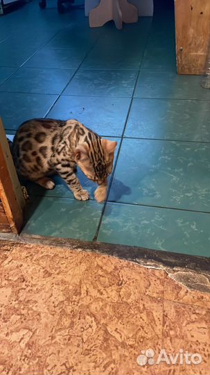 Бенгальские котята