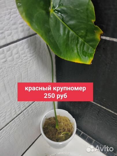 Антуриум детки