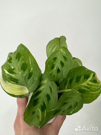 Калатея маранта бьюти ким