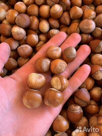 Орехи Фундука