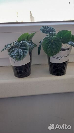 Пеперомия, хоя Белла, Лакуноза, церопегия Вуда