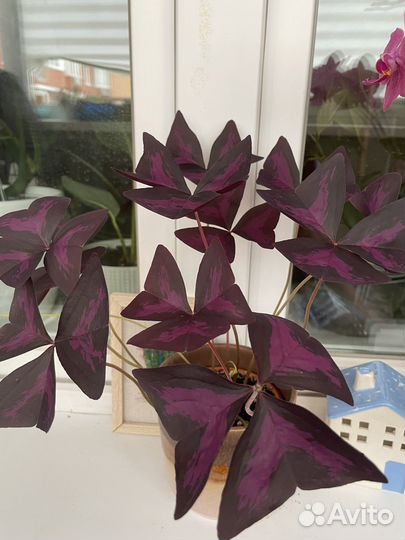 Комнатные цветы:папоротник,молочай,кислица