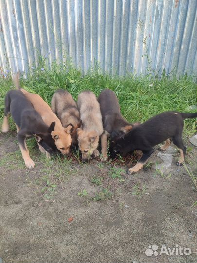 Собака, щенки бесплатно