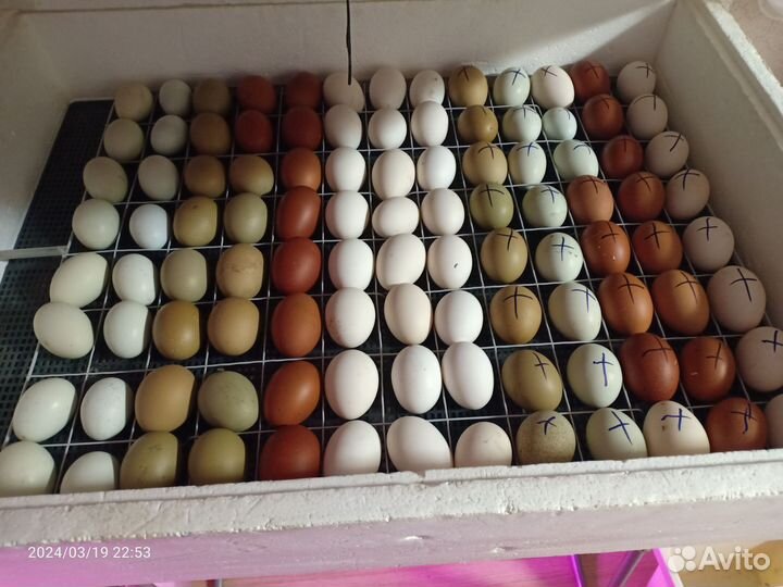 Яйцо на инкубацию