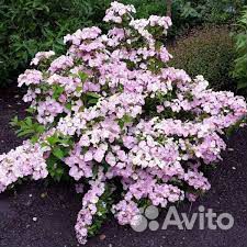 Ампельная гортензия