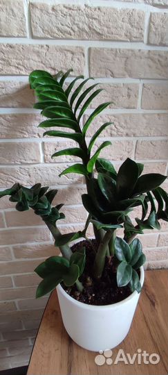 Замиокулькас зензи жук (bag)