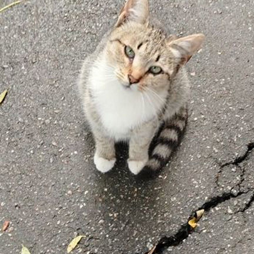 Бездомные котята пропадают на улице