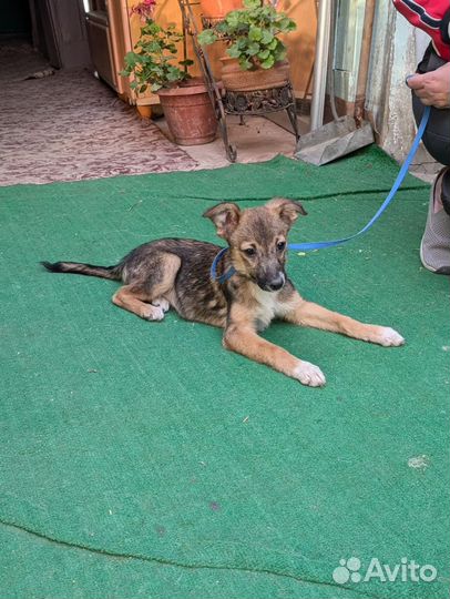 Щенок в добрые руки