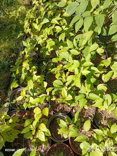 Лимонник, каштан, дуб красный