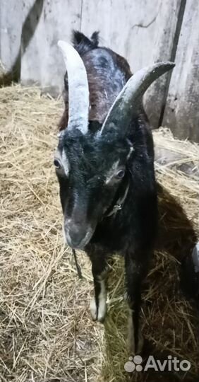 Козел породы Ламанча