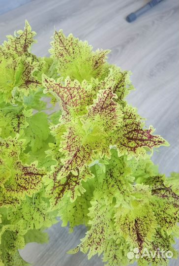 Колеусы вегетативные