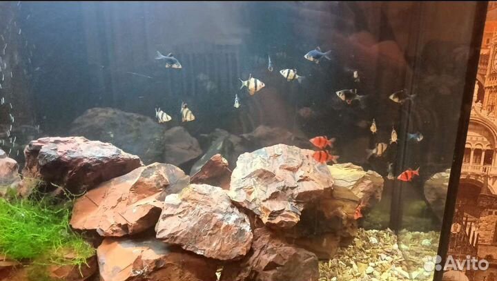 Аквариумные рыбки