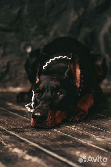 Доберман для фотосессии