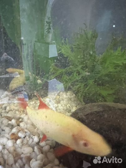 Аквариум с рыбками