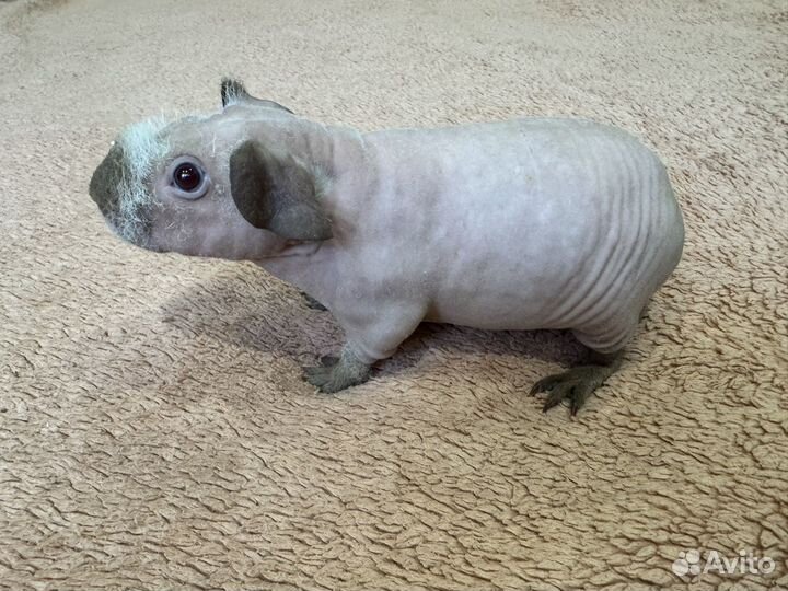 Морская свинка скинни