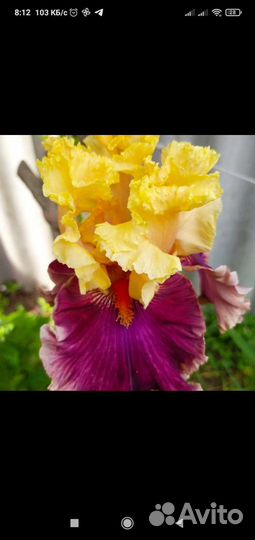 Многолетники садовые