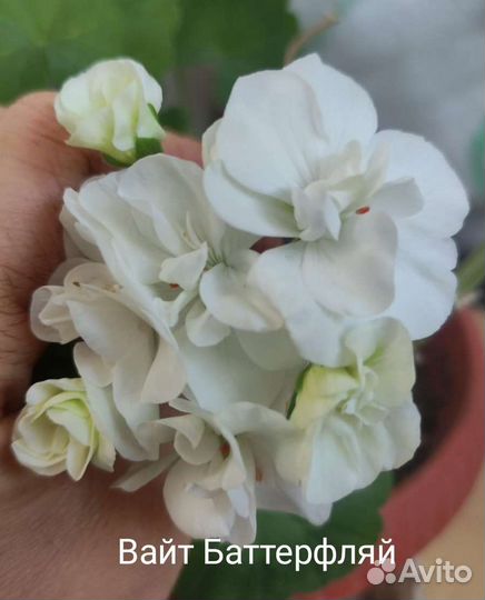 Пеларгония герань сортовая