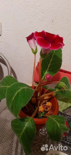 Глоксиния листья укорененные