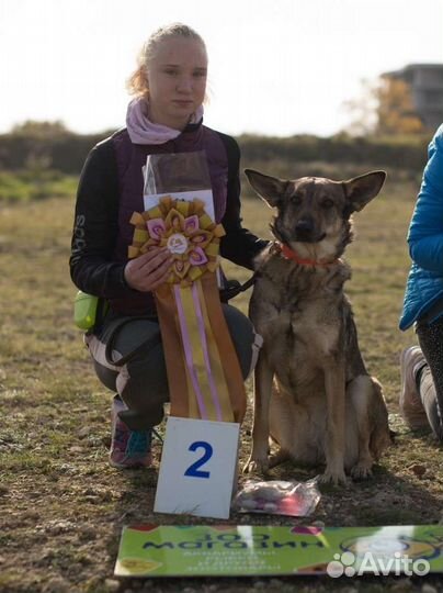 Занятия по дрессировке и воспитанию собак