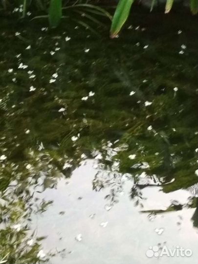 Аквариумные рыбки и растения