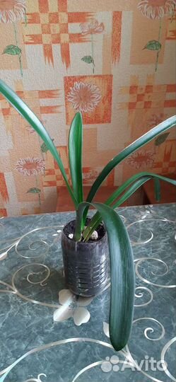 Сансевиерия,спатифиллум,кливия,герань,хоя