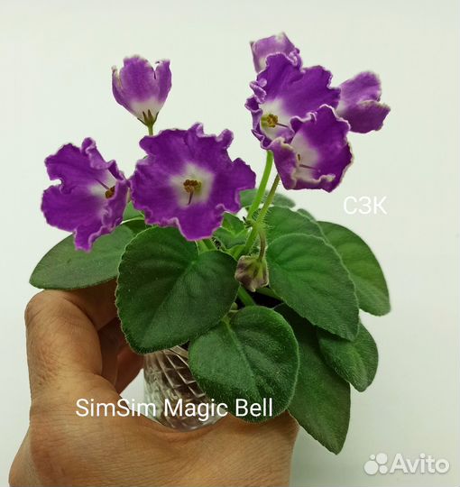 Сортовые мини фиалки ч. 2