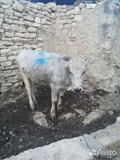 Продаëтся бычки