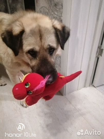 Молодой пёс ждёт своих хозяев. Отдам в дар