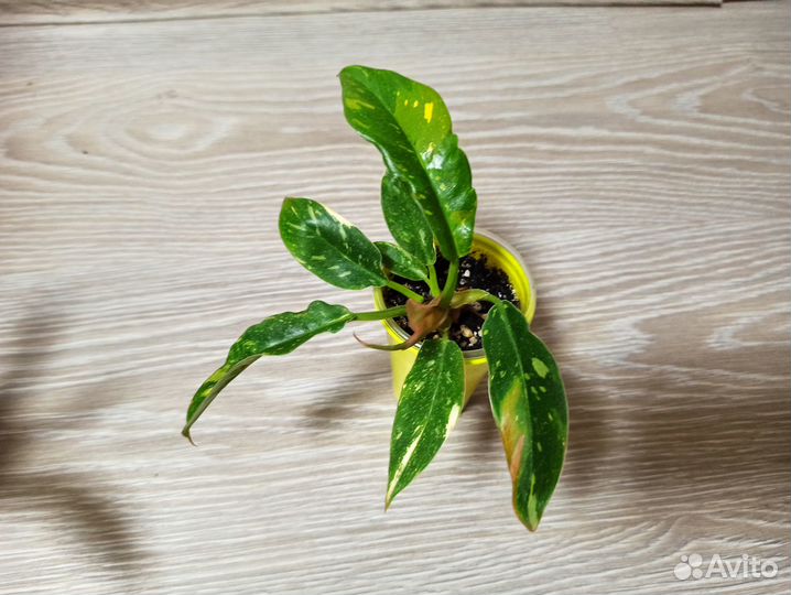 Филодендрон Ринг оф файер (ring of fire)