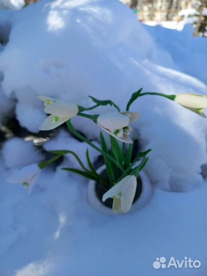 Цветы Подснежники из полимерной глины
