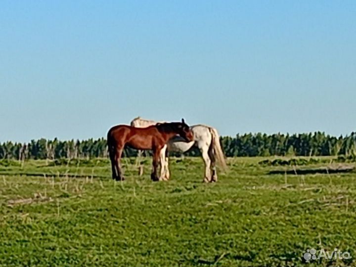 Лошадь обученная и жеребец от неё годовалый