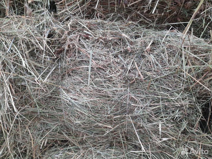 Сено высокого качества (брикет), доставка