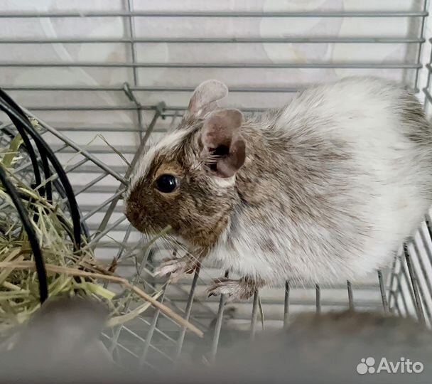 Чилийские белки дегу