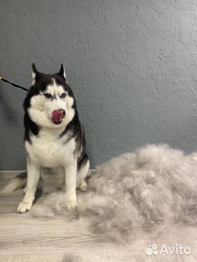 Эксперсс-линька для собак