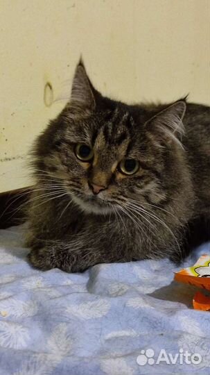 Кошечка Пати