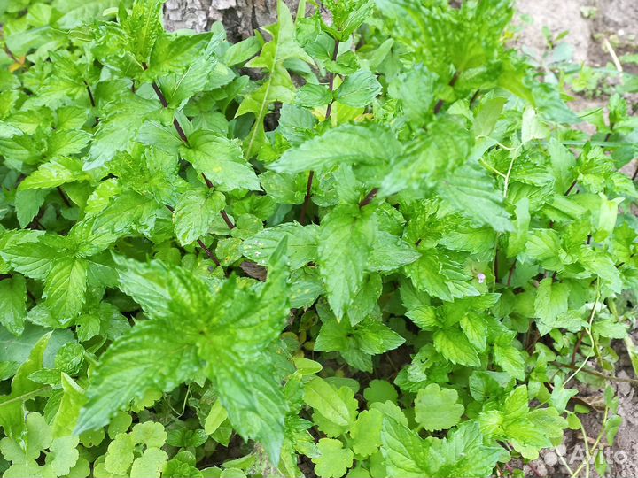 Мелисса, мята