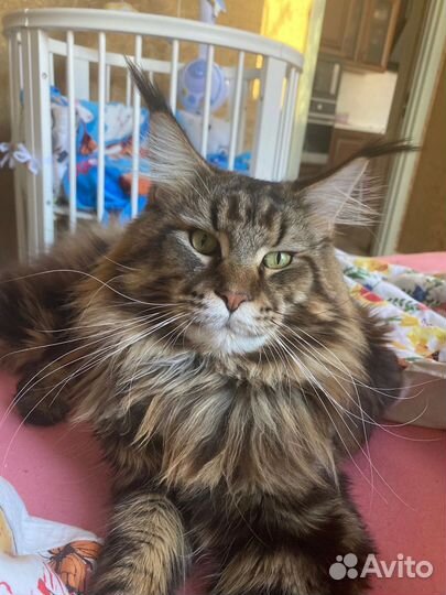 Кот мейн-кун