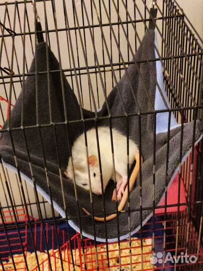 Передержка грызунов