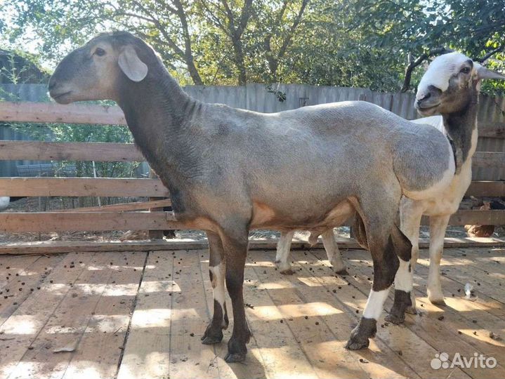 Курдючные бараны