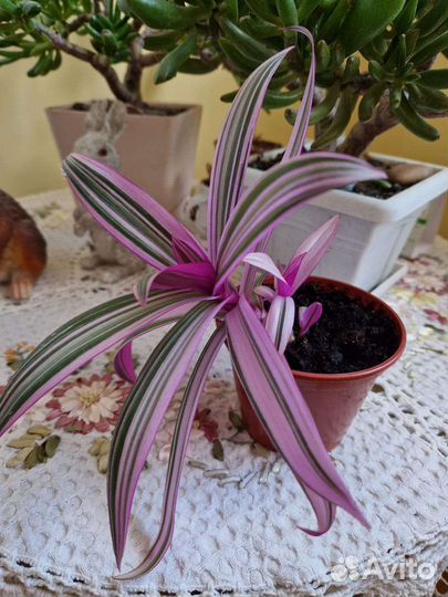 Рэо пестрая