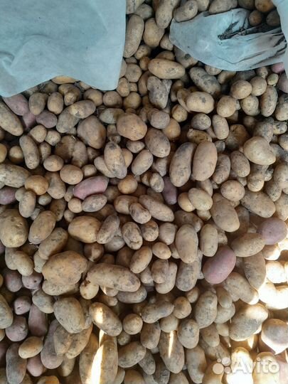 Продам картофель