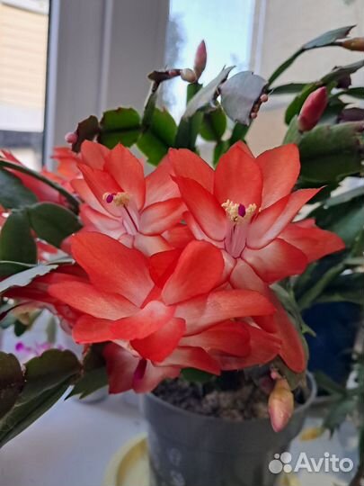 Комнатные цветы