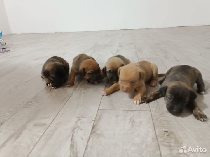 Продам собачек 2000