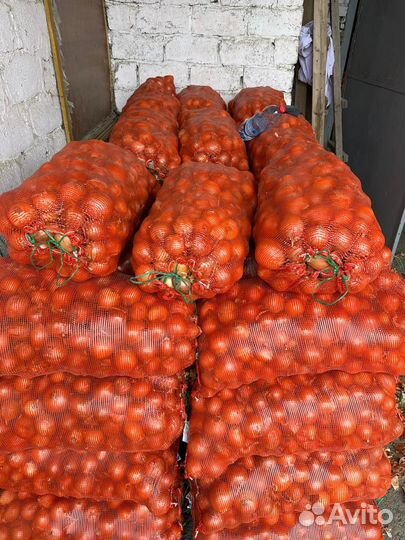 Лук репчатый оптом