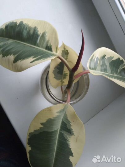 Срез фикуса(Эластик Тинеке)