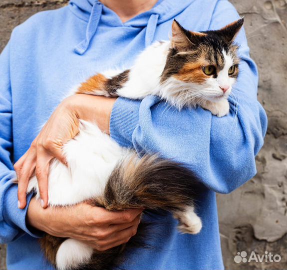 Кошечка Боня