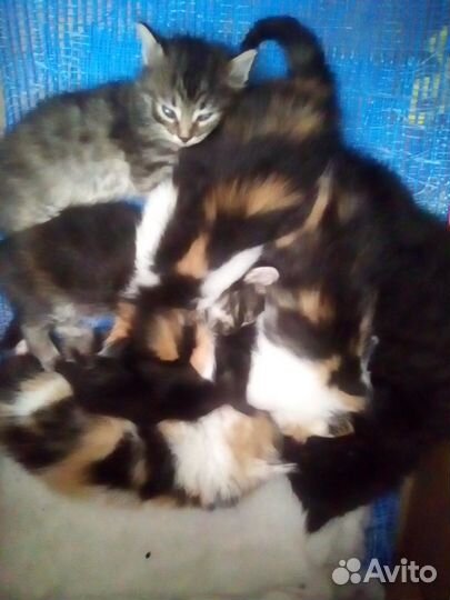 Разноцветные котята