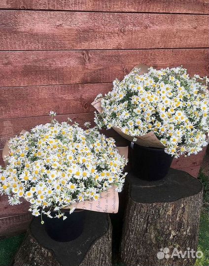 Букеты ромашек