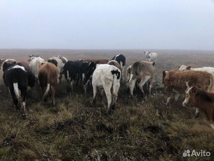 Бычки и телята