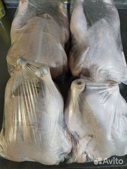 Гуси, утки, Мясо бройлера и кролика, яйцо